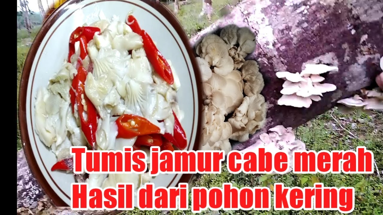 Cara Masak Jamur Tiram Hutan YouTube