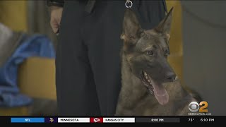 Port Authority's Newest K-9 Officers Named In Honor Of 9/11 Heroes