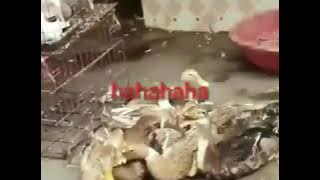 Video Lucu Bebek Ketawa Ngakak