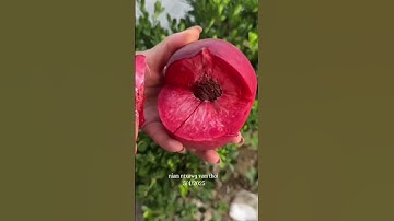 Twb Yuav Txog Caij Mus De Txiv Duaj Dua 5/4/2025