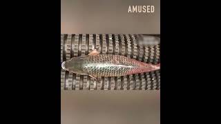 Fish Waste To Metal Shredder Machine #shorts #short #MetalShredder #fish