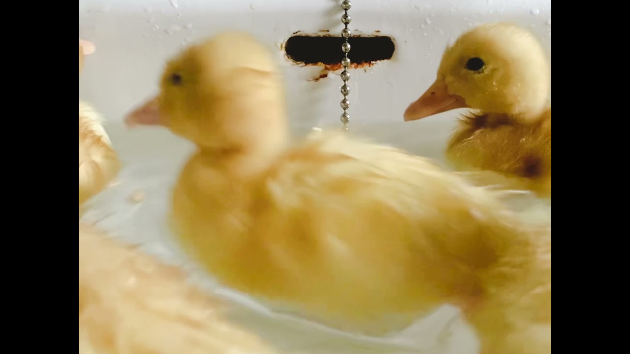 Axe & Root Homestead / A Look Back at 2021