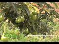 Cómo Cosechar Aguacate y otras Frutas eficientemente en los Ãrboles - TvAgro por Juan Gonzalo Angel