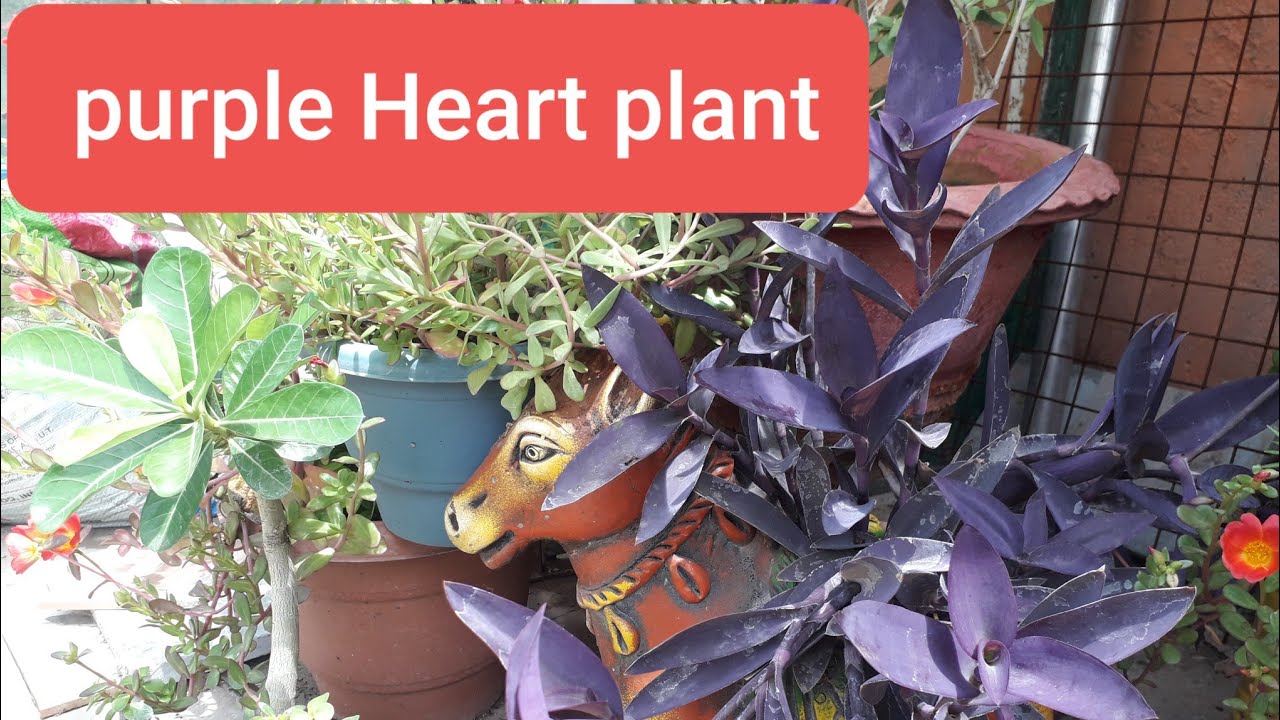 🌿🌿How to grow Purple Heart plant from cutting/Easy to gow plant🌿🌿 YouTube