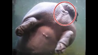 Download Video Lucu Banget Bikin Ngakak Jungkir Balik - Episode Hewan Kentut Video MP3 Video Lucu Banget Bikin Ngakak Jungkir Balik - Episode Hewan Kentut