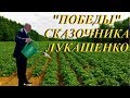 "Победы" сказочника Лукашенко