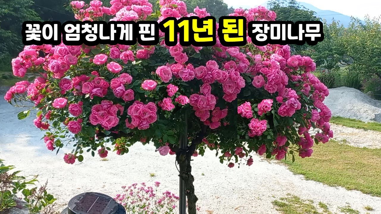 장미 나무 2월부터 꽃이 지고 나서 가지치기와 비료 하기 / 노지정원 장미키우기