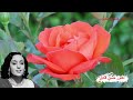 ياعطارين دلونى الصبر فين أراضيه للفنانة أحلام كلمات أبو سمرة ولحن الموسيقار محمود الشؤيف 