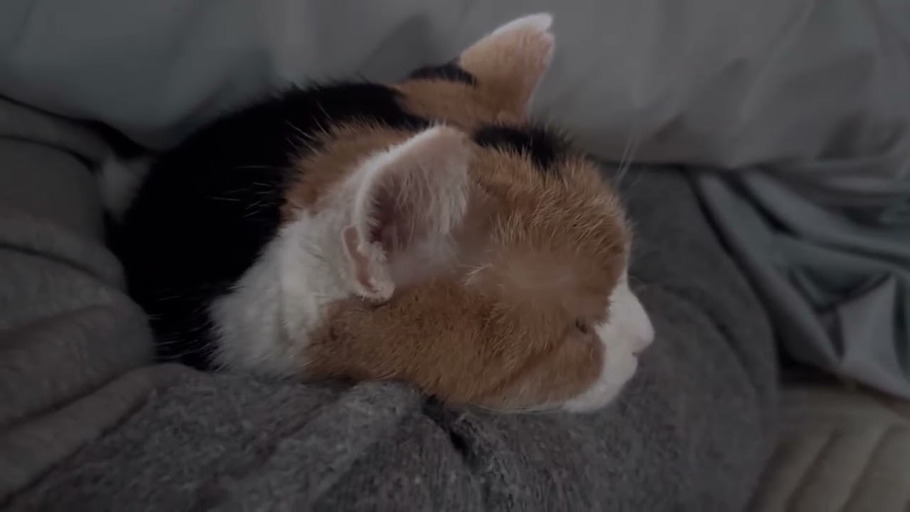 三毛猫】軽く二度寝してから一緒に起きるミケ（2026年2月20日） - YouTube