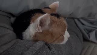 ミ*ー様 眠りにつく前に★あたたかいミルクでホッと一息つく三毛猫さん♩あみぐるみ ミ*ー様 眠りにつく前に☆あたたかいミルクでホッと一息つく三毛猫さん