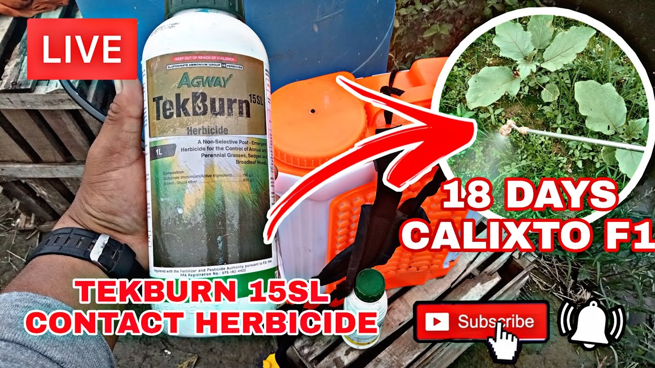 LIVE!! PAANO MAG SPRAY NG TEKBURN HERBICIDE SA CALIXTO F1