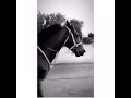 عادي تموت البشر