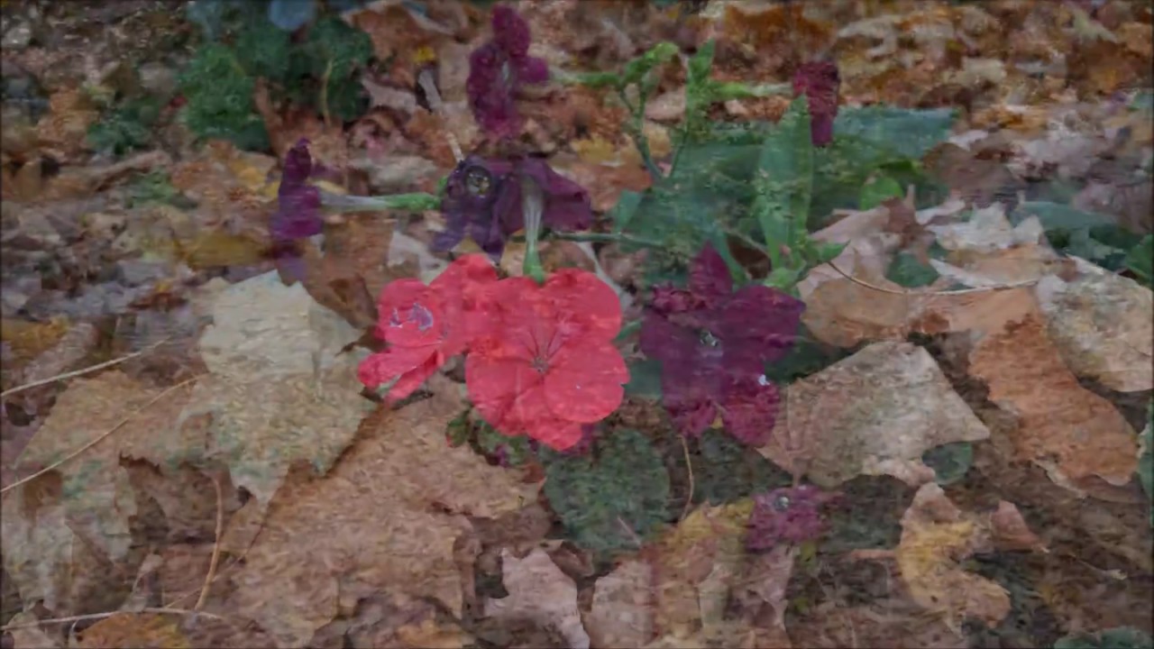 Nexus 6P Sample Pictures