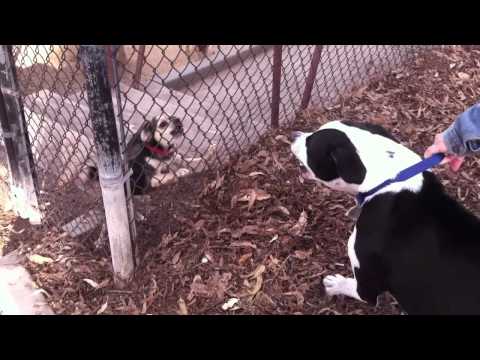 little-dog-vs.-big-dog-at-the-dog-park