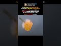 Shahed Drone Shot Down Mid-Air Civilians Capture Explosion #Shorts