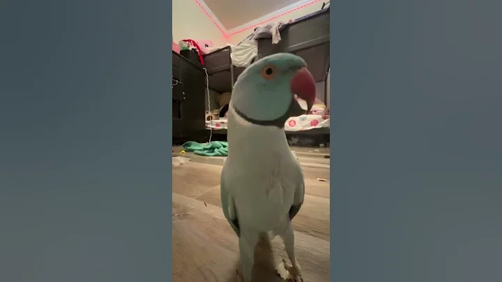 Kiwi helping the kids clean their room, well at le...