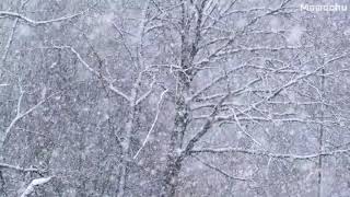 【白噪音】\ 【白噪音】\