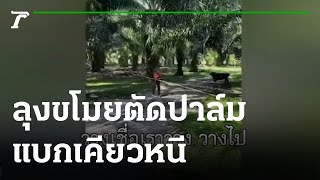 ลุงขโมยตัดปาล์ม แบกเคียวหนีจนหมดแรง | 13-01-65 | ข่าวเที่ยงไทยรัฐ