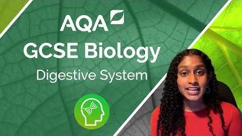 AQA GCSE Biology: The Human Digestive System