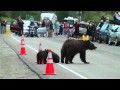Grizzly Cubs and Cones