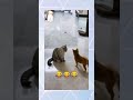 Funnyshorts petlovers dogtraining  cat.