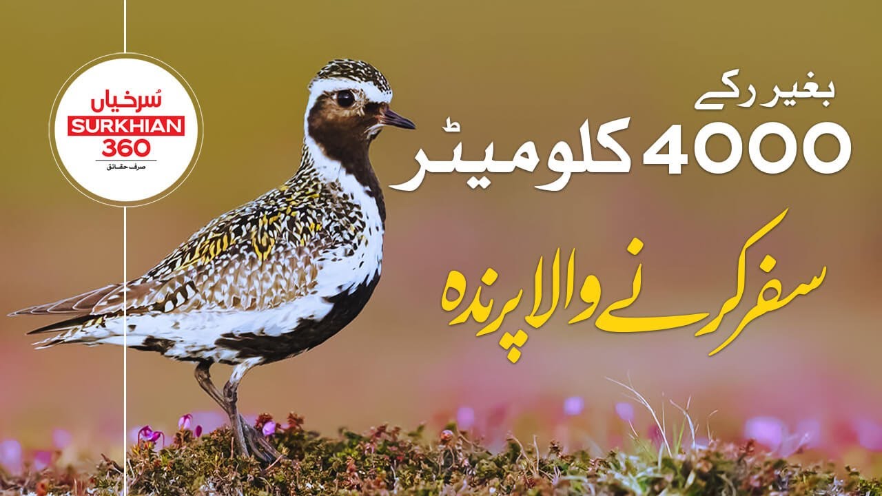 Golden Plover | World Record for Longest Non-Stop Flight