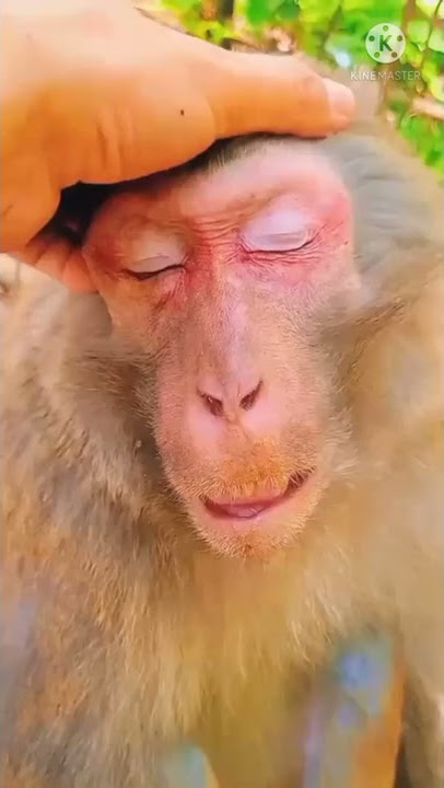 drunk monkey #funny