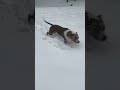The old man got hops!!! Who let the dogs out ❄️ #shorts #pitbull #onyx