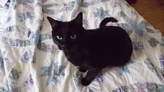 Pre-Testosterone Voice Comparison and also Meet My Cat @CircleATattoo