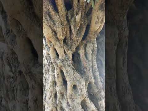 شجرة زيتون معمرة وادي الريان جديتا عجلون الأردن