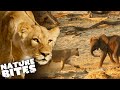 Lioness ATTACKS Baby Elephant | Africa's Deadliest | Nature Bites