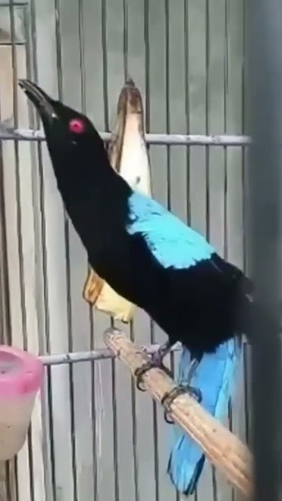 masteran cucak biru gacor