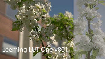 The difference between LUTs and Speed Looks in Premiere Pro