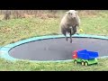 Sheep Discovers How To Use A Trampoline