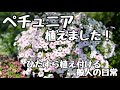 ◆【ペチュニア】を植え付ける一般人の日常…