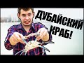 ДУБАЙСКИЙ КРАБ! ● VLOG ● ОАЭ