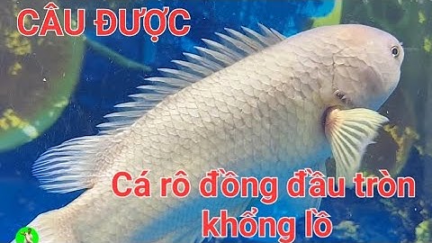 Cùng ngắm cá rô đồng khủng câu về nuôi làm cảnh| Nhật ký cần thủ