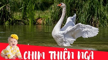 Dạy bé học các con vật | Con chim Thiên Nga