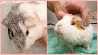 Guinea pig spa day