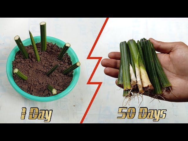 How to Propagate Cylindrical Snake Plant or Sansevieria Cylindrica from  Cuttings with Update - YouTube