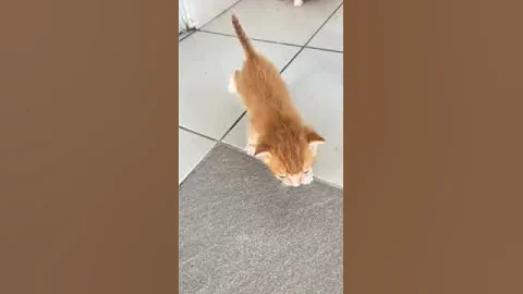 Watch the video about Domestic Short Hair Kitten For Adoption - 1 Month, BB Kittens from Ttdi, Kuala Lumpur