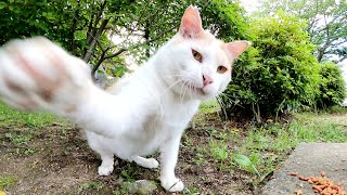 ミルクティー猫のパパと初対面！ボランティアさんにも牙を剥く凶暴猫だったw