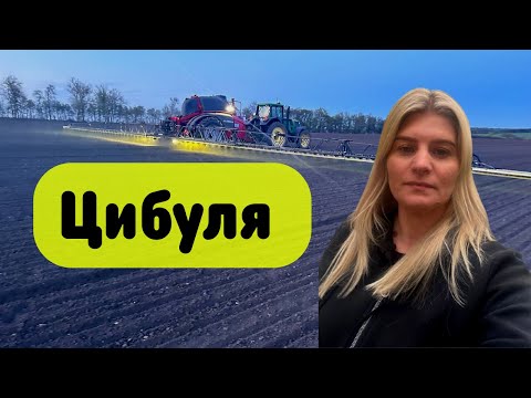 Вирощування цибулі. Посів