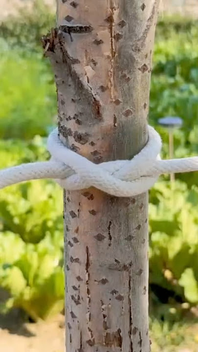 The Binding Knot That Won’t Slip #knowledge #knot #technique #rope