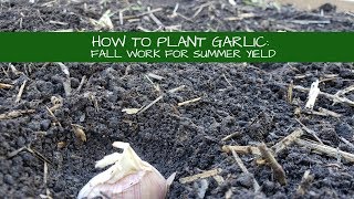 Get that Garlic in the Ground! How to Plant Garlic