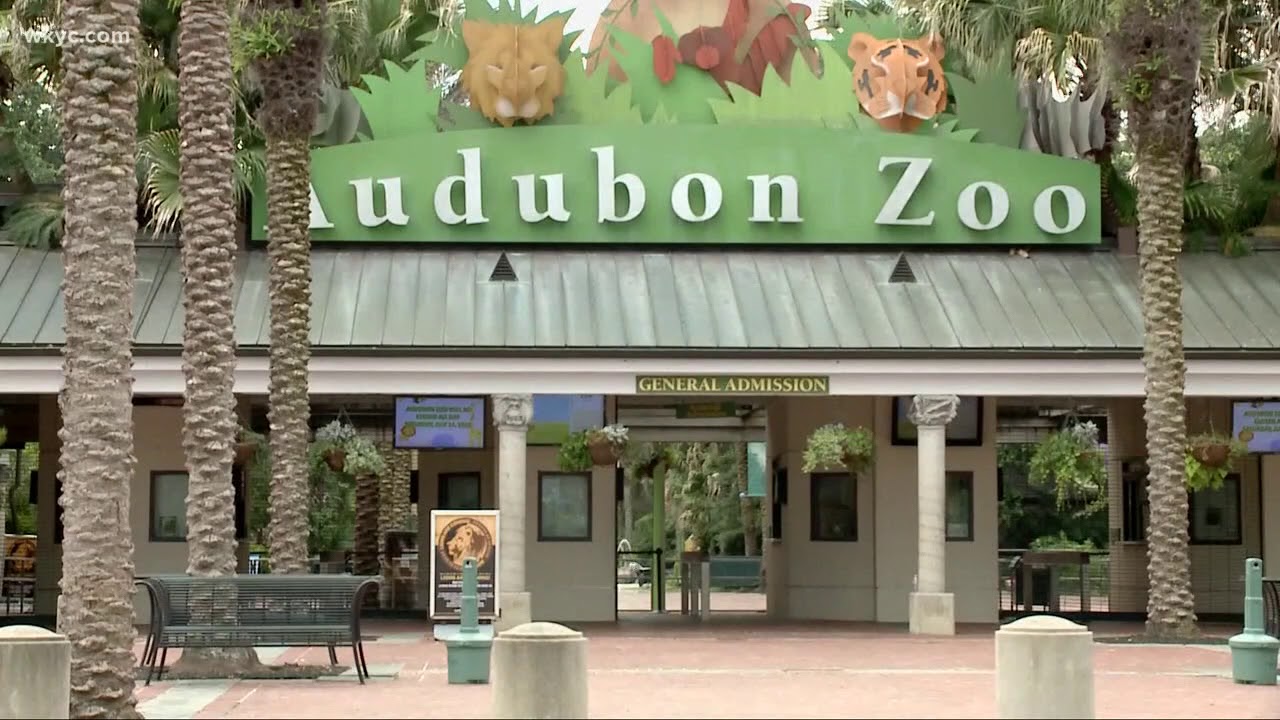 Jaguar escapes Louisiana Zoo