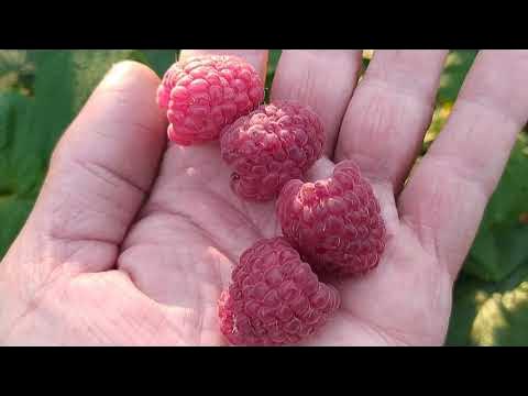 Малина жозефина описание сорта фото отзывы садоводов