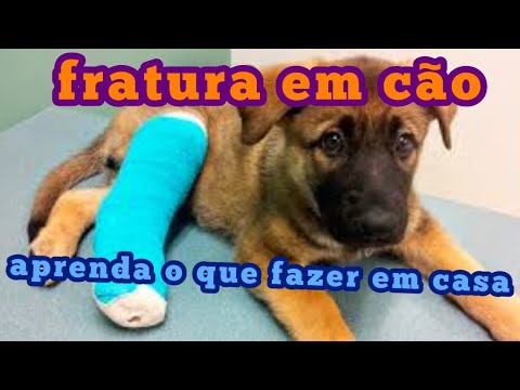 Vídeo: Se O Cachorro Tiver Uma Fratura