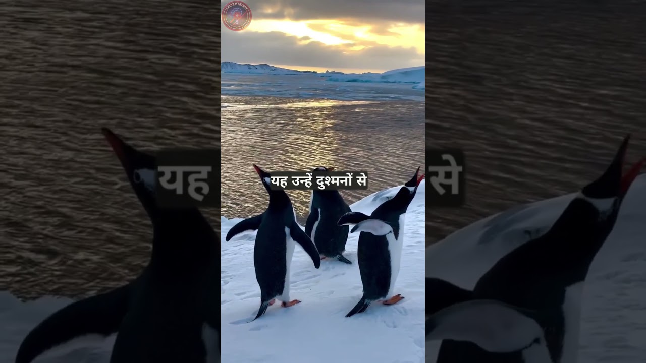पेगुआन के हैरान कर देने वाले तथ्य 🐧 | Amazing Penguin Facts in Hindi 