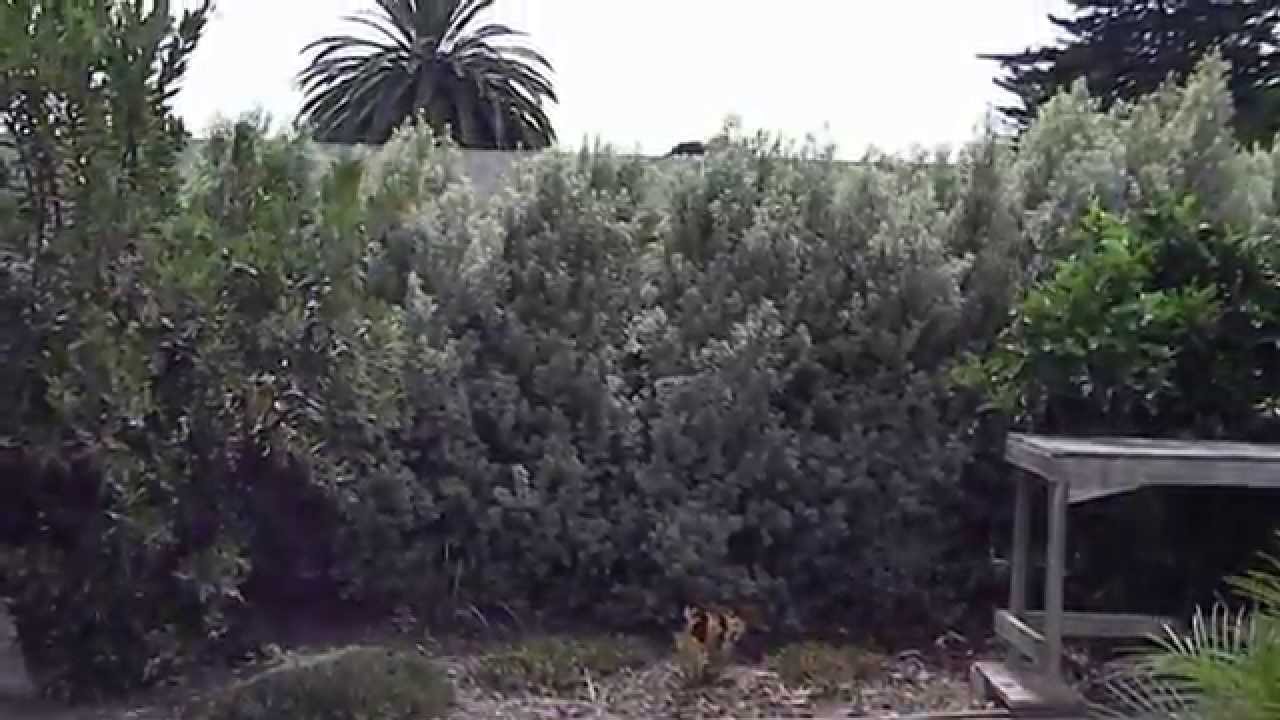 Pittosporum Marjorie Channon Variegated Kohuhu Youtube